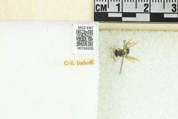 Media type: image;   Entomology 769205 Aspect: Labels